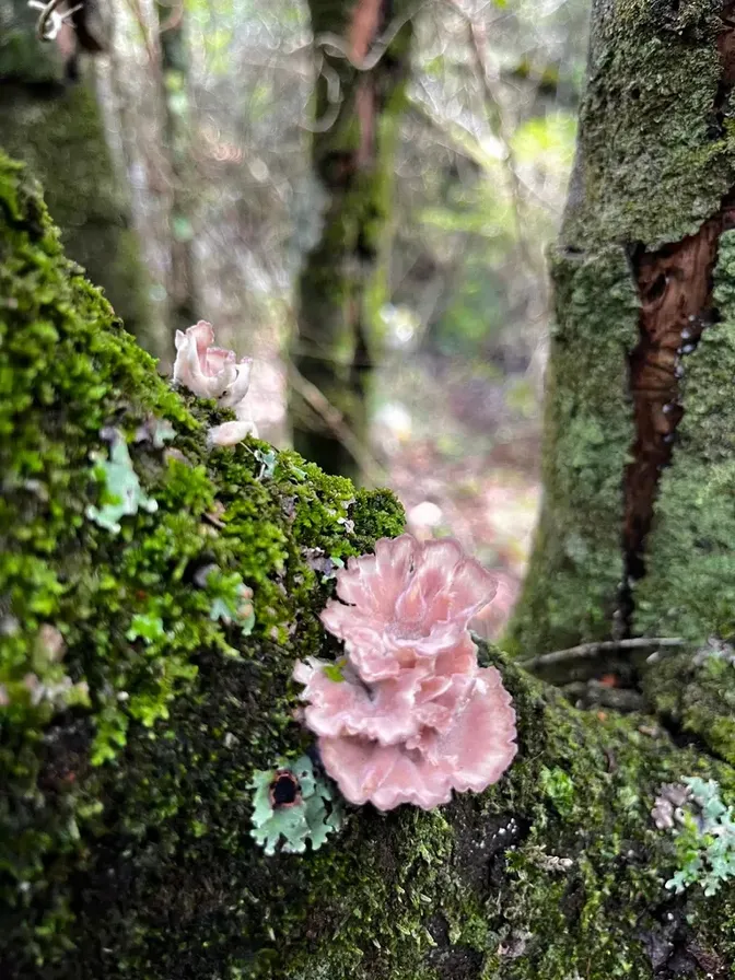 Mushrooms on a mossy branch in the Wilderness forest
